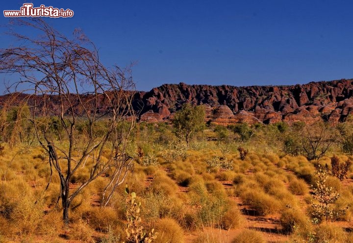 Prateria a fianco dei Bungle Bungle Purnululu National Park. I cespugli dell'outback australaiano prendo il nome di Spiniflex e sono particolarmente aguzzi e fastidiosi se indossate i pantaloncini corti.
