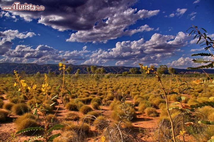 Savana nel Kimberley Parco Nazionale Purnululu. Siamo nella stagione secca, e il paesaggio è più arido, dominano i cardi e gli spiniflex, i particolari cespugli rotondi, tipici dell'outback dell'Australia.