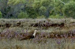 Bird Watching Purnululu National Park. Tra i ...