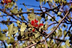 Fiori western Australia, Kimberley. Dentro al ...