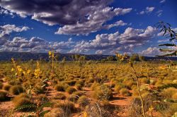 Savana nel Kimberley Parco Nazionale Purnululu. ...