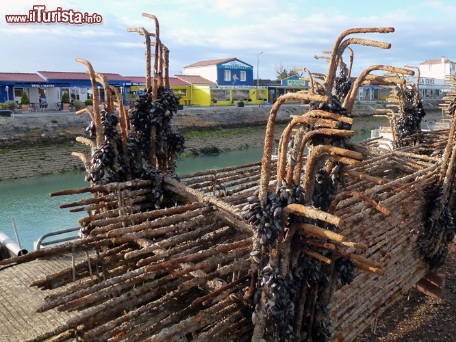Saint Trojan les Bains nel porto fanno bella mostra supporti per la coltivazione delle ostriche, l'attività più diffusa di questa zona