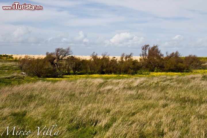 Reserve Naturelle Lilleau des Niges, Ile de re: gli appassionati di specie avicole possono trovare qui numerose specie di uccelli. Qui si puà particare il bird-watching dalla primavera fino alla stagione invernale.