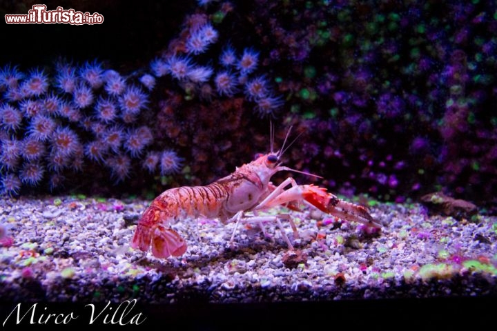 La Rochelle le Grand Aquarium: una delle attrazioni più famose della città è il grande acquario, uno degli acquari privati più vasti d'Europa. Contiene circa 12.000 esemplari, suddivisi in 600 diverse specie.