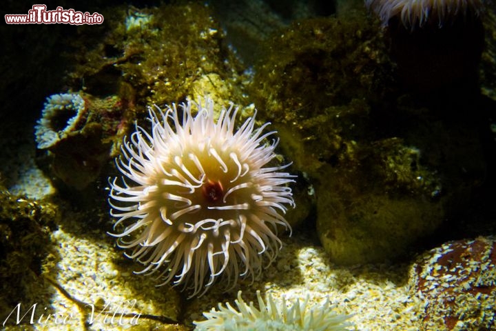 Il grande Acquario a La Rochelle: rinnovato nel 2001 riceve ogni anno un flusso di circa 800.000 visitatori. Contiene vasche per una capacità complessiva d 3 milioni di litri di acqua di mare.