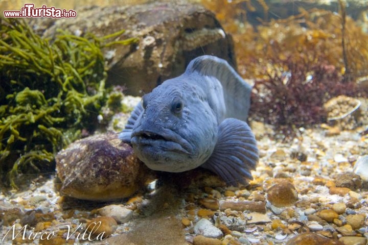 La rochelle, pesci tropicali: per visitare questo grande acquario, tenete cononto di impiegare un minimo di due ore di tempo. Oltre ai pesci trovate una serra tropicale di 450 metri quadri di superficie. E' aperto per 365 giorni all'anno.