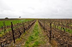 Vigne nella Valle de cognac: sono il leit ...