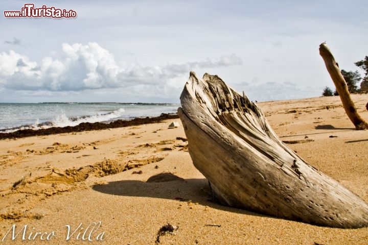 La Plage Fier d'Ars, Ile de Ré: specie alla fine dell'inverno e l'inizo della primavera, è facile trovare questi tronchi lasciati durante l'inverno dalle mareggiate più intense.