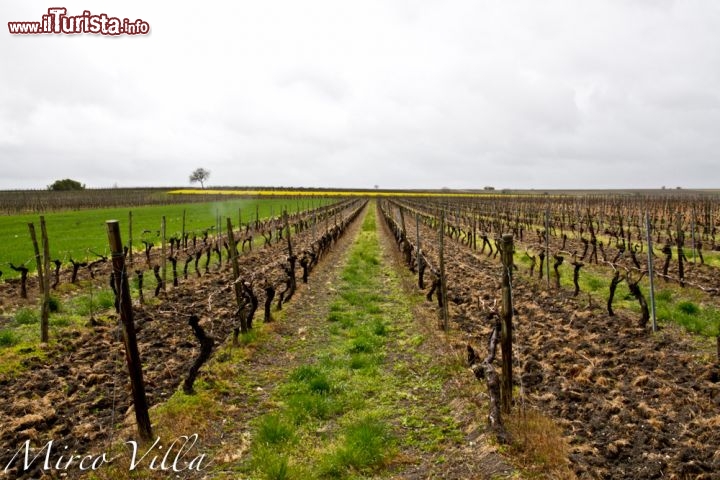 Vigne nella Valle de cognac: sono il leit motiv della famosa Strada del Cognac, tutta da percorrere sia per la dolcezza dei paesaggi, che per l'opportunità di visitare le antiche e grandi distillerie di questa regione.