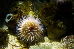 Il grande Acquario a La Rochelle: rinnovato nel ...