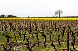 Vigneti tipici della regione del Cognac - I vigneti ...