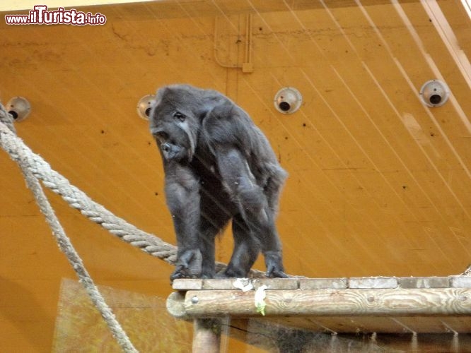 I gorilla del Parque de la Naturaleza de Cabarceno - il parco si trova 17 km a sud di Santander, ed è una delle attrazioni turistiche più visitate del nord della Spagna.