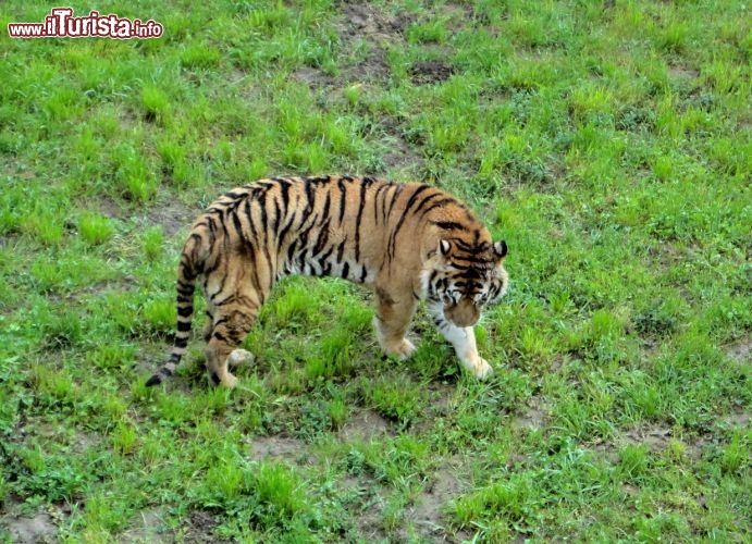 Una tigre nel parco Cabarceno - Nel parco potrete ammirare tantissimi animali, tra cui una notevele collezione di carnivori, tigri, leoni, linci, giaguari e iene.