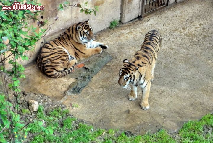 Parco de Cabarceno - Altri magnifici esemplari di felini all'interno del parco