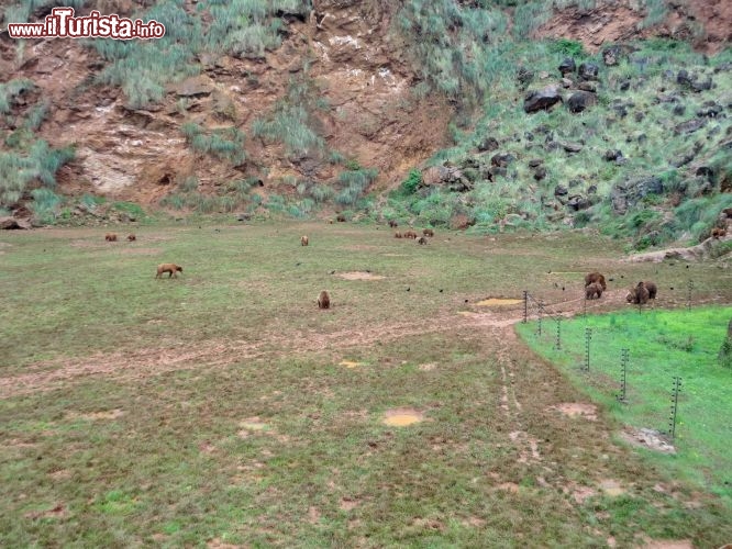 Orsi Cantabrici al Parque de Cabarceno -  L'habitat più grande del parco è quello degli orsi cantabrici, una versione particolare di orsi bruni. 