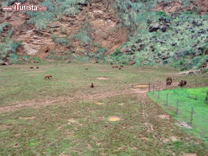 Orsi Cantabrici al Parque de Cabarceno -  L'habitat più grande del parco è quello degli orsi cantabrici, una versione particolare di orsi bruni. 
