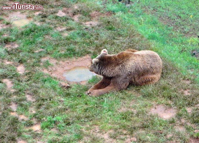 Orso Cantabrico in meditazione - L'orso bruon cantabrico è una specia autoctona che vive tutt'ora nei boschi della Cordigliera Cantabrica. il Parque de la Naturaleza de Cabarceno è il luogo migliore per vederlo da vicino.