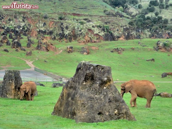 Elefanti africani al Parque de Cabarceno - Tra le rocce e i prati del parco, gli elefanti hanno trovato una collocazione particolarmente suggestiva.