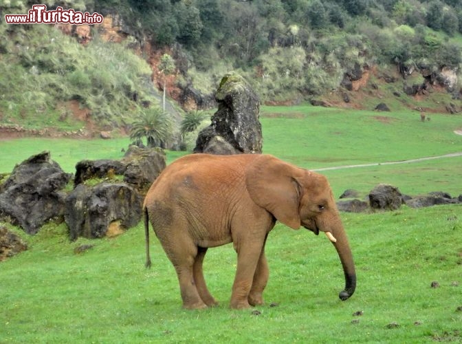 Parco Cabarceno, elefante - anche gli elefanti non perdono occasione per rotolarsi nelle pozze rossicce di terra ferrosa