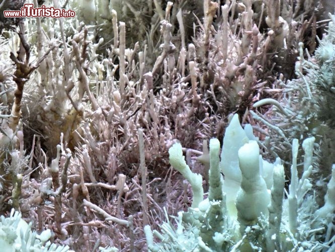 Le delicate concrezioni di Cueva Soplao - La grotta possiede spaleotemi unici al mondo, e le concrezioni calcaree hanno una varietà incredibile all'interno delle varie stanze del complesso ipogeo.