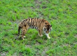Una tigre nel parco Cabarceno - Nel parco potrete ...