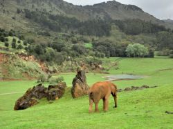 Parque de Cabarcen, elefanti -  i pachidermi ...