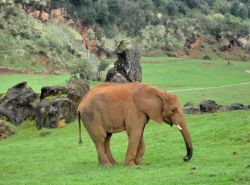 Parco Cabarceno, elefante - anche gli elefanti ...