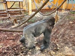 Parque Cabarceno - Il maschio dominante dei gorilla. ...