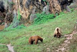 Lo spazio dell'Orso cantabrico al Parque ...