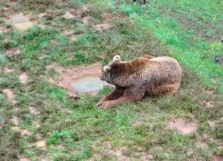 Orso Cantabrico in meditazione - L'orso bruon ...