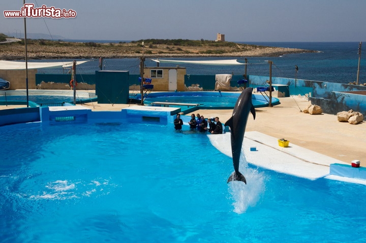 Mediterraneo Marine Park, Malta: spettacolo dei delfini  - Se cercate un luogo dove ammirare i delfini allora recatevi a Bahar ic-Caghaq, sulla costa nord-occidentale dell'isola di malta. Oltre che ammirare gli eleganti cetacei, qui si svolgono divertenti spettacoli con leoni marini, ed anche con simpatici pappagalli.