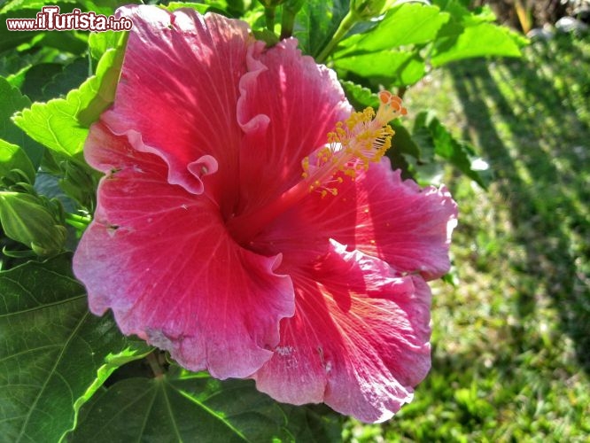 Fiore isola di Mauritius - la flora di Mauritius comprende fiori dai colori accesi, soprattutto rosa e gialli, ma anche alberi nodosi ultracentenari, moltissima canna da zucchero e la singolare "palma del viaggiatore", le cui grandi foglie vengono usate come piatti da portata sulle tavole più tipiche.