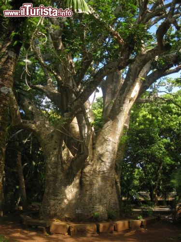 Un baobab a Pampelmousses sfoggia con fierezza il suo tronco colossale. Gli africani ricavano templi, case e ristoranti all'interno di questi alberi straordinari.
