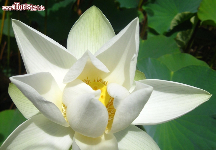 Il fiore di loto è uno dei gioielli di Pampelmousses, il giardino botanico nell'entroterra settentrionale di Mauritius. Le foglie sono enormi e impermeabili all'acqua.
