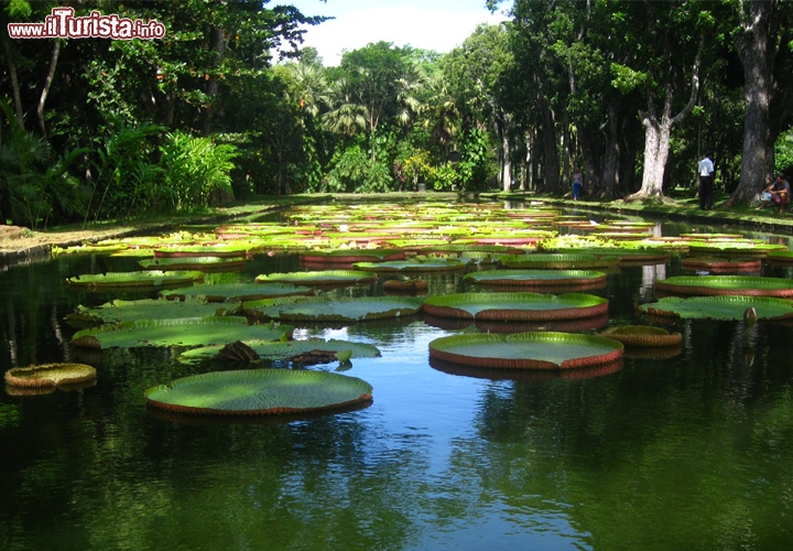 Il laghetto del parco botanico di Pampelmousses è tappezzato di ninfee e incorniciato da una vegetazione alta e lussureggiante.