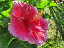 Fiore isola di Mauritius - la flora di Mauritius ...