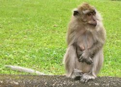 Macaco a Mauritius - i macachi fanno la ...