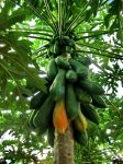 Papaia Mauritius - a papaia è uno ...