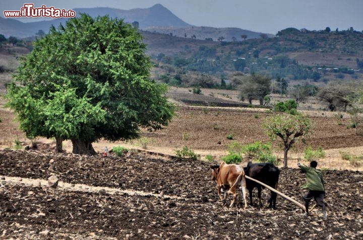 Aratura neipressi Lago Tana Gondar Etiopia - In Etiopia con i Viaggi di Maurizio Levi
