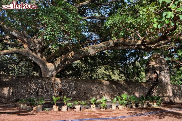 Bagni Fasilides albero di sicomoro - In Etiopia con i Viaggi di Maurizio Levi