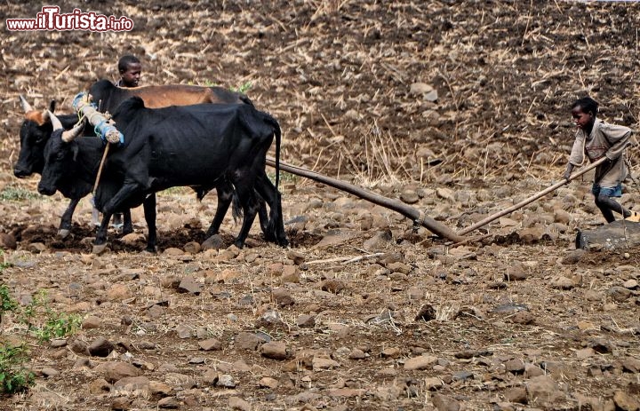 Etiopia arataura di un campo vicino a Gondar - In Etiopia con i Viaggi di Maurizio Levi