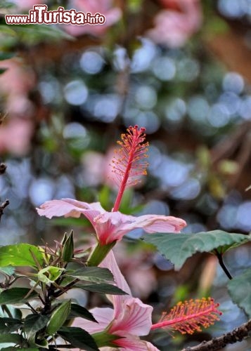 Fioritura in Etiopia: un fiore in un giardino di Addis Abeba - In Etiopia con i Viaggi di Maurizio Levi