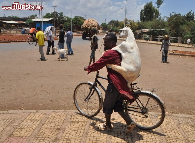 Mercato in Etiopia: a  Bahir Dar l'acquisto di una capra - In Etiopia con i Viaggi di Maurizio Levi