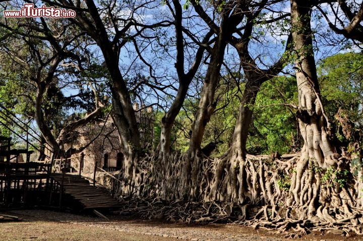 Radici di alberi a Gondar ai Bagni di Fasilides - In Etiopia con i Viaggi di Maurizio Levi