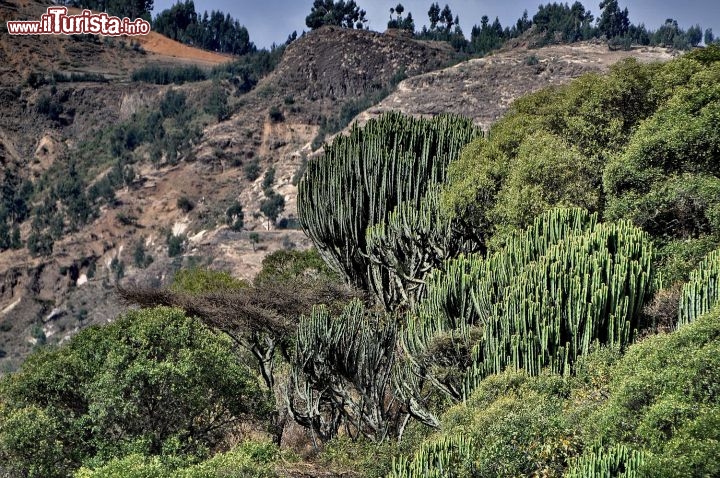 Semien Etiopia: vegetazione lungo strada verso  Lalibela - In Etiopia con i Viaggi di Maurizio Levi