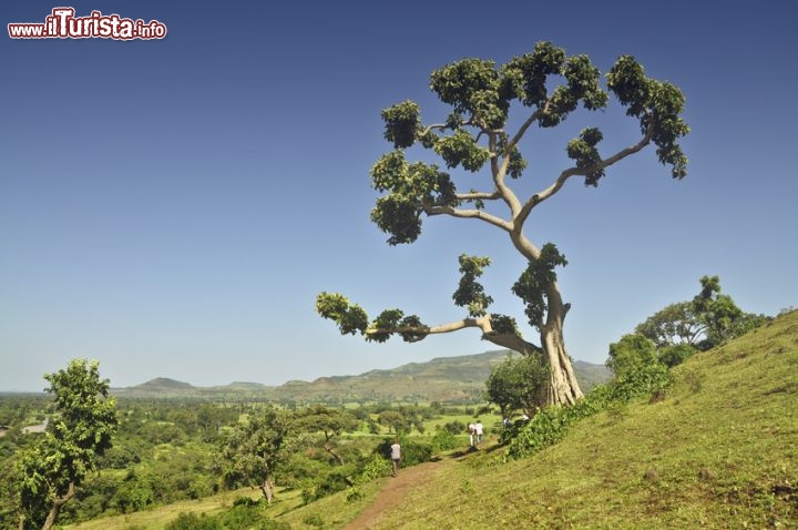 Etiopia albero della vita - In Etiopia con i Viaggi di Maurizio Levi