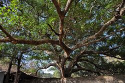 Albero di sicomoro Gondar - In Etiopia con i ...