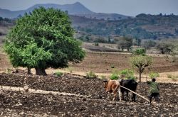 Aratura neipressi Lago Tana Gondar Etiopia - Etiopia ...