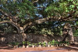 Bagni Fasilides albero di sicomoro - In Etiopia ...