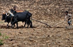 Etiopia arataura di un campo vicino a Gondar ...